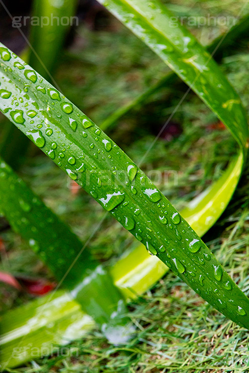 雨上がり,草木に雨粒,雨,あめ,梅雨,つゆ,草,植物,水滴,雨粒,小雨,レイン,雨の日,葉,自然,leaf,rain,フルサイズ撮影