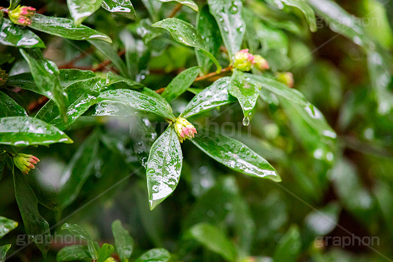 雨上がり,草木に雨粒,雨,あめ,梅雨,つゆ,草,植物,水滴,雨粒,小雨,レイン,雨の日,葉,自然,leaf,rain,フルサイズ撮影
