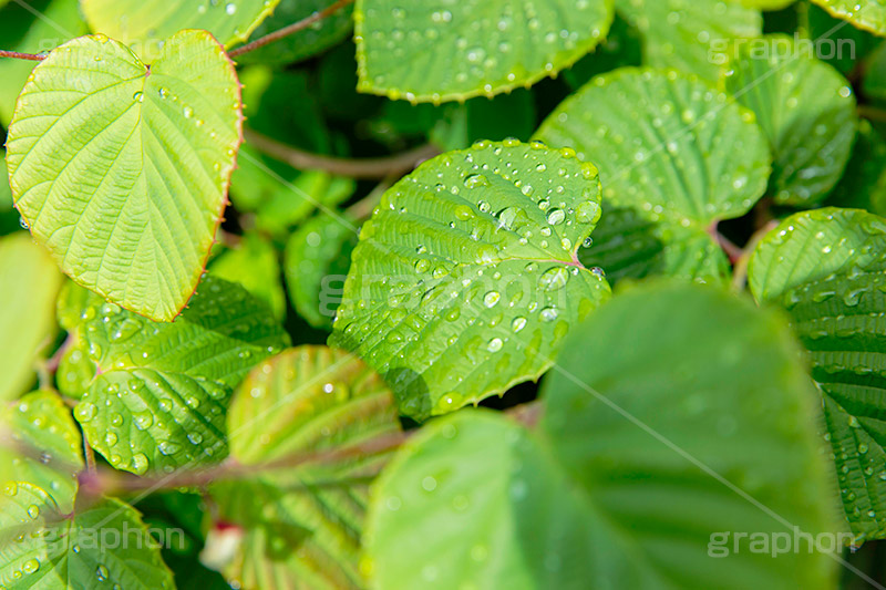 雨上がり,草木に雨粒,雨,あめ,梅雨,つゆ,草,植物,水滴,雨粒,小雨,レイン,雨の日,葉,自然,leaf,rain,フルサイズ撮影