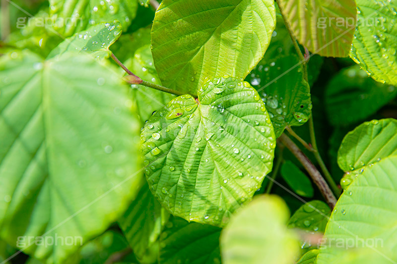 雨上がり,草木に雨粒,雨,あめ,梅雨,つゆ,草,植物,水滴,雨粒,小雨,レイン,雨の日,葉,自然,leaf,rain,フルサイズ撮影