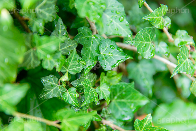 雨上がり,草木に雨粒,雨,あめ,梅雨,つゆ,草,植物,水滴,雨粒,小雨,レイン,雨の日,葉,自然,leaf,rain,フルサイズ撮影