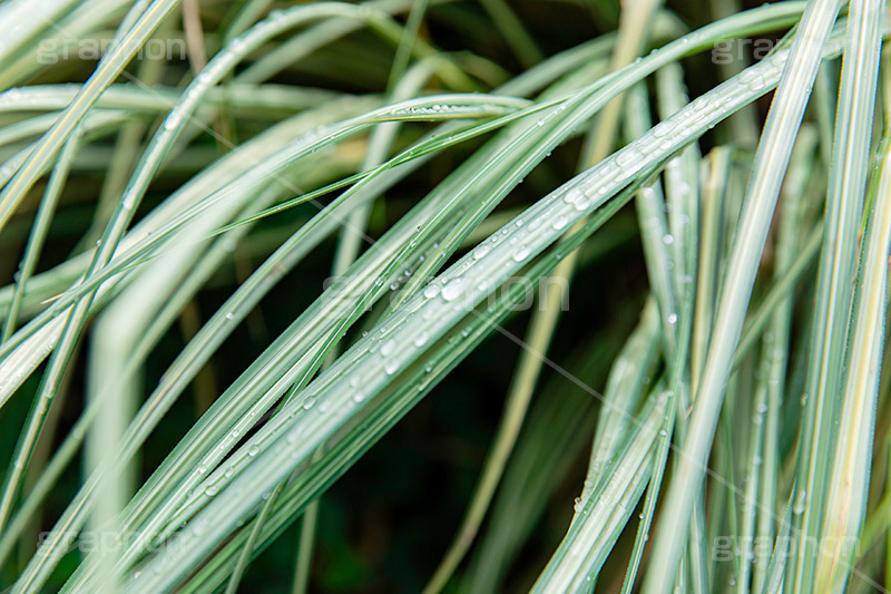 雨上がり,草木に雨粒,雨,あめ,梅雨,つゆ,草,植物,水滴,雨粒,小雨,レイン,雨の日,葉,自然,leaf,rain,フルサイズ撮影