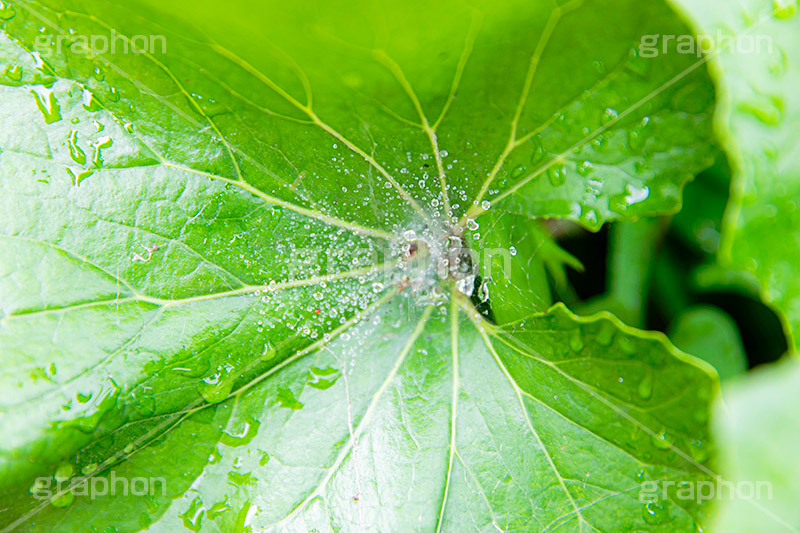 雨上がり,草木に雨粒,雨,あめ,梅雨,つゆ,草,植物,水滴,雨粒,小雨,レイン,雨の日,葉,自然,leaf,rain,フルサイズ撮影
