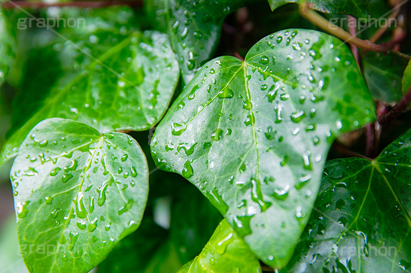 雨上がり,草木に雨粒,雨,あめ,梅雨,つゆ,草,植物,水滴,雨粒,小雨,レイン,雨の日,葉,自然,leaf,rain,フルサイズ撮影