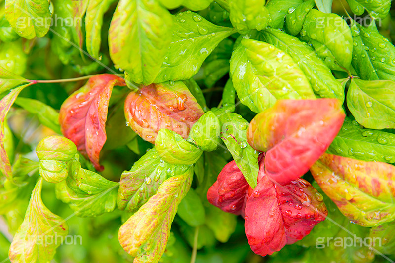 雨上がり,草木に雨粒,雨,あめ,梅雨,つゆ,草,植物,水滴,雨粒,小雨,レイン,雨の日,葉,自然,leaf,rain,フルサイズ撮影