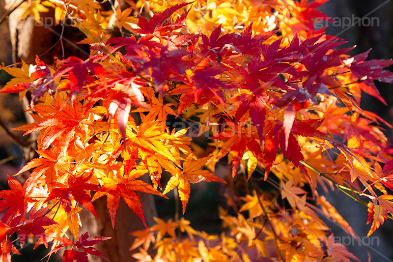 紅葉,もみじ,色づく,真っ赤,自然,植物,木々,秋,赤,季語,草木,japan,autumn
