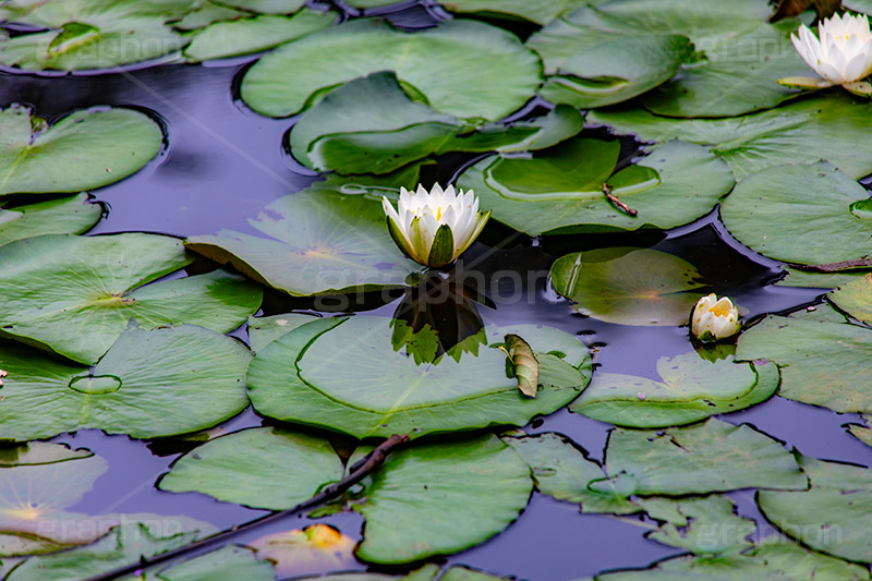 睡蓮,スイレン,水生,多年草,池,沼,花,フラワー,リフレクション,reflection,flower,pond,フルサイズ撮影
