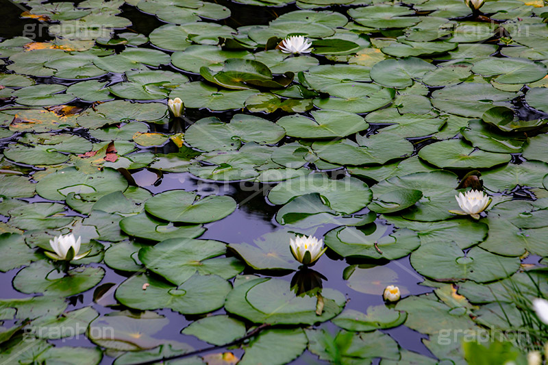 睡蓮,スイレン,水生,多年草,池,沼,花,フラワー,flower,pond,フルサイズ撮影