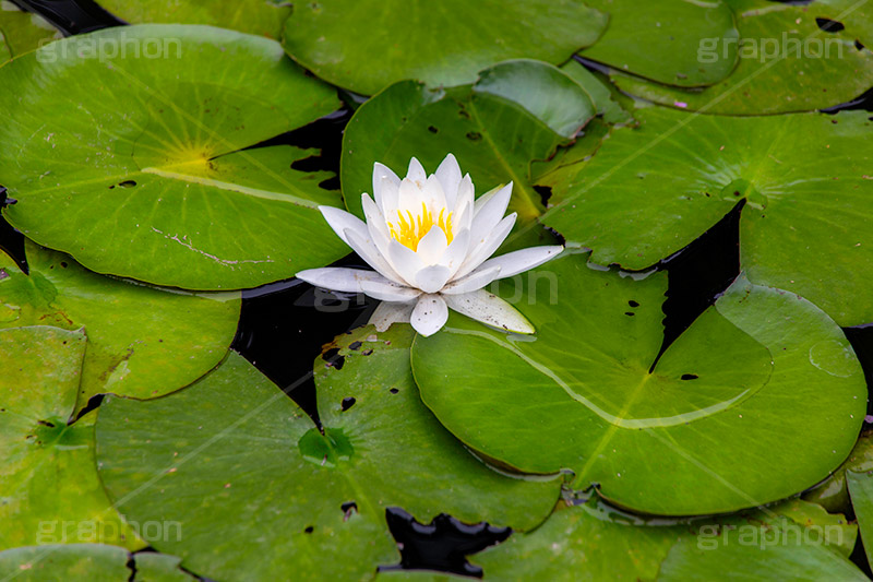 睡蓮,スイレン,水生,多年草,池,沼,花,フラワー,flower,pond,フルサイズ撮影