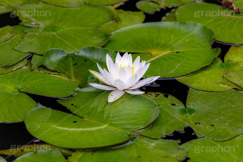 睡蓮,スイレン,水生,多年草,池,沼,花,フラワー,flower,pond,フルサイズ撮影