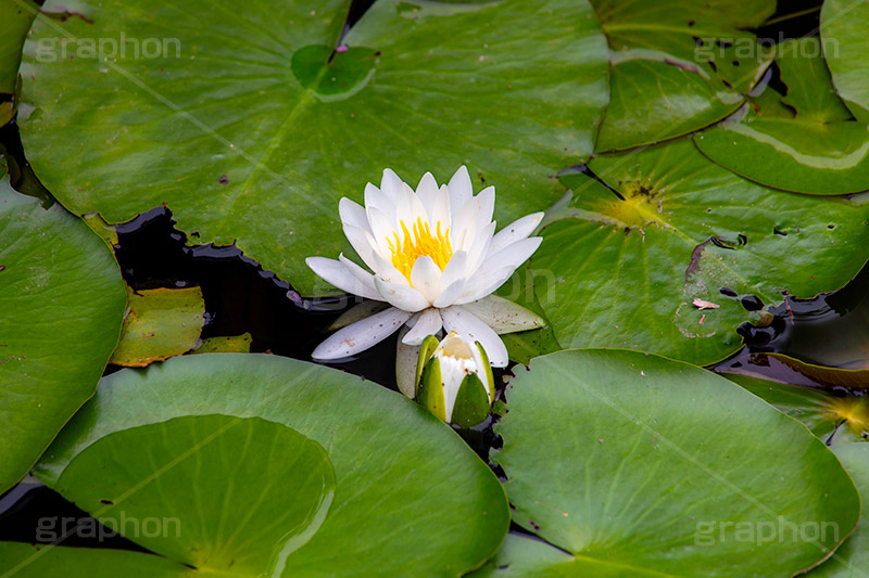 睡蓮,スイレン,水生,多年草,池,沼,花,フラワー,flower,pond,フルサイズ撮影