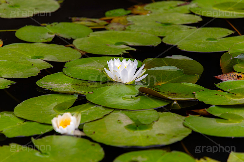 睡蓮,スイレン,水生,多年草,池,沼,花,フラワー,flower,pond,フルサイズ撮影