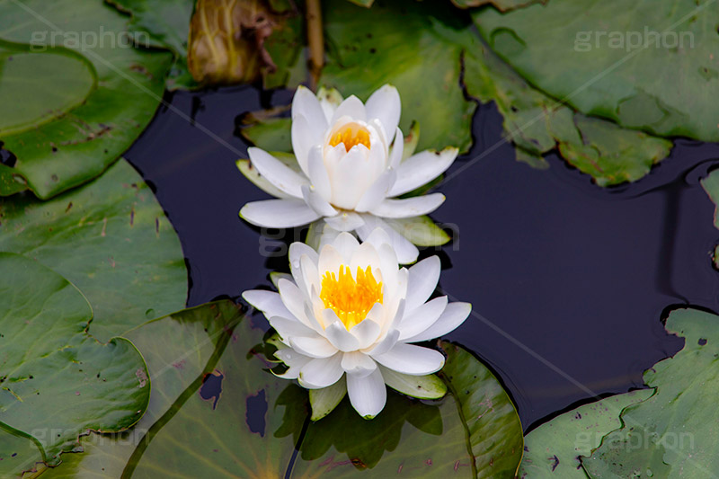 睡蓮,スイレン,水生,多年草,池,沼,花,フラワー,flower,pond,フルサイズ撮影