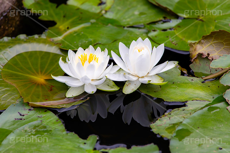 睡蓮,スイレン,水生,多年草,池,沼,花,フラワー,リフレクション,reflection,flower,pond,フルサイズ撮影