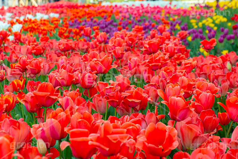 満開のチューリップ,チューリップ,チューリップ畑,ちゅーりっぷ,花,お花,フラワー,はな,花畑,キレイ,きれい,綺麗,満開,咲,咲いた,さいた,春,花壇,tulip,spring,flower
