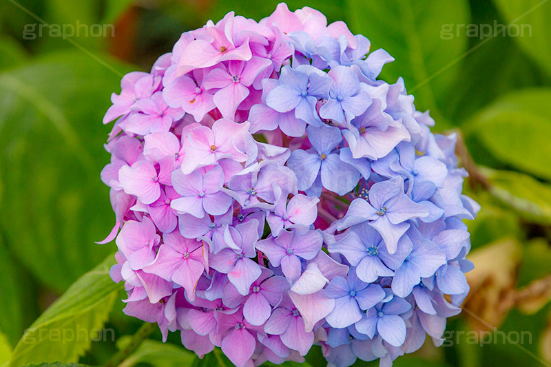 アジサイ,あじさい,紫陽花,梅雨,つゆ,花,ホンアジサイ,季語,フラワー,満開,6月,flower