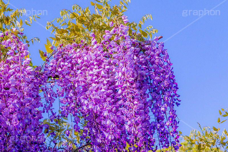 藤の花,ふじ,藤,藤棚,春,フジ,マメ科,フジ属,花,お花,フラワー,はな,咲,紫,藤色,ノダフジ,ヤマフジ,ノフジ,flower,purple,japan,spring