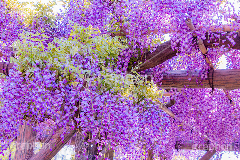 藤の花,ふじ,藤,藤棚,春,フジ,マメ科,フジ属,花,お花,フラワー,はな,咲,紫,藤色,ノダフジ,ヤマフジ,ノフジ,flower,purple,japan,spring