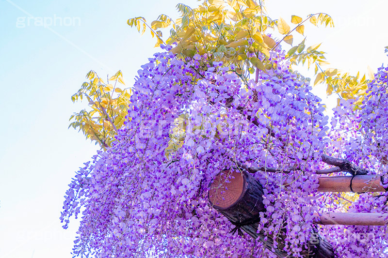 藤の花,ふじ,藤,藤棚,春,フジ,マメ科,フジ属,花,お花,フラワー,はな,咲,紫,藤色,ノダフジ,ヤマフジ,ノフジ,flower,purple,japan,spring