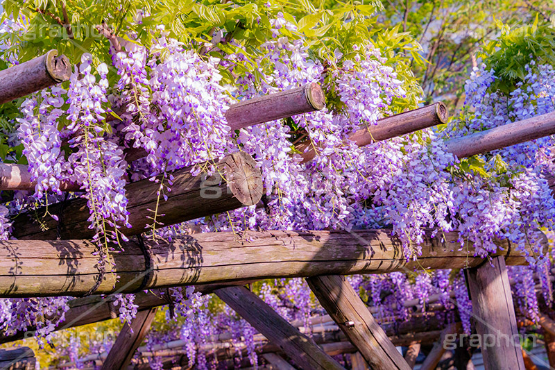 藤の花,ふじ,藤,藤棚,春,フジ,マメ科,フジ属,花,お花,フラワー,はな,咲,紫,藤色,ノダフジ,ヤマフジ,ノフジ,flower,purple,japan,spring