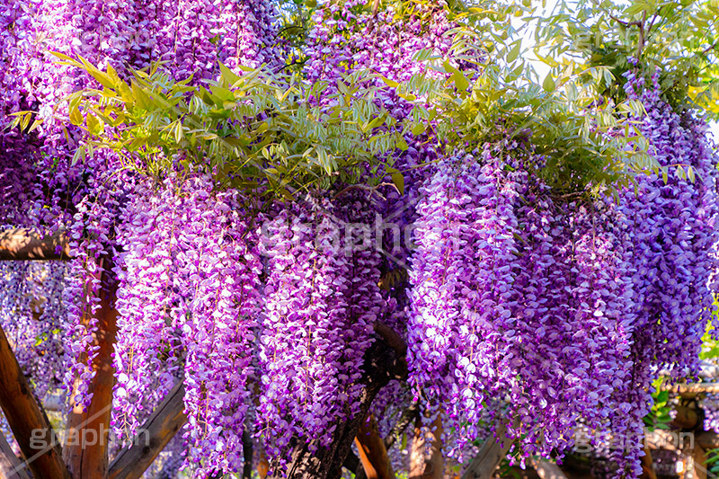 藤の花,ふじ,藤,藤棚,春,フジ,マメ科,フジ属,花,お花,フラワー,はな,咲,紫,藤色,ノダフジ,ヤマフジ,ノフジ,flower,purple,japan,spring