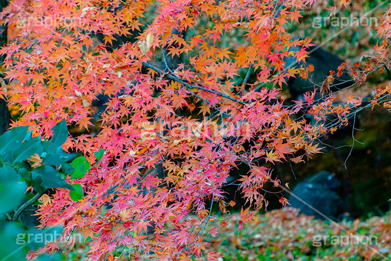 もみじ,モミジ,紅葉,こうよう,紅葉狩り,黄葉,落葉広葉樹,カエデ科,秋,季語,色づく,キレイ,きれい,綺麗,照紅葉,照葉,japan,autumn