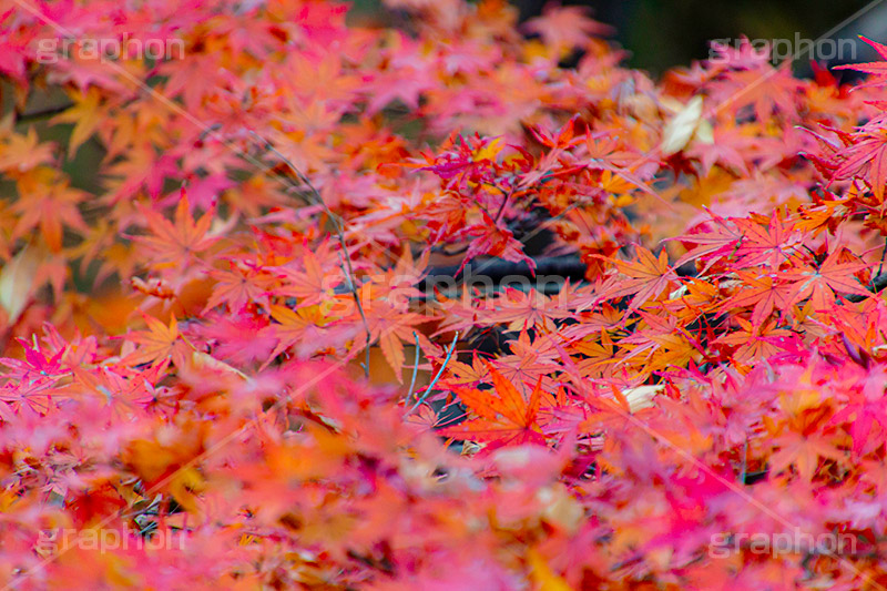 もみじ,モミジ,紅葉,こうよう,紅葉狩り,黄葉,落葉広葉樹,カエデ科,秋,季語,色づく,キレイ,きれい,綺麗,照紅葉,照葉,japan,autumn