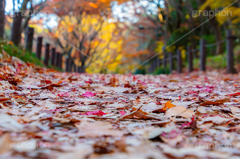 秋の北の丸公園,北の丸公園,千代田区,皇居,国民公園,公園,江戸城,九段下,武道館,秋,紅葉,落ち葉,park,autumn