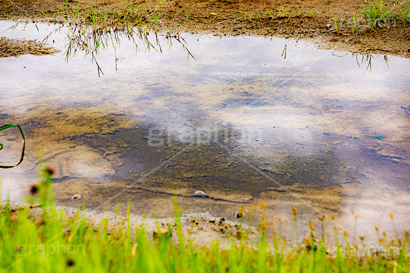 水溜り,水たまり,雨上がり,雨の日,地面,濡れ,雨,梅雨,つゆ,波紋,雑草,反射,リフレクション,rain,reflection,フルサイズ撮影