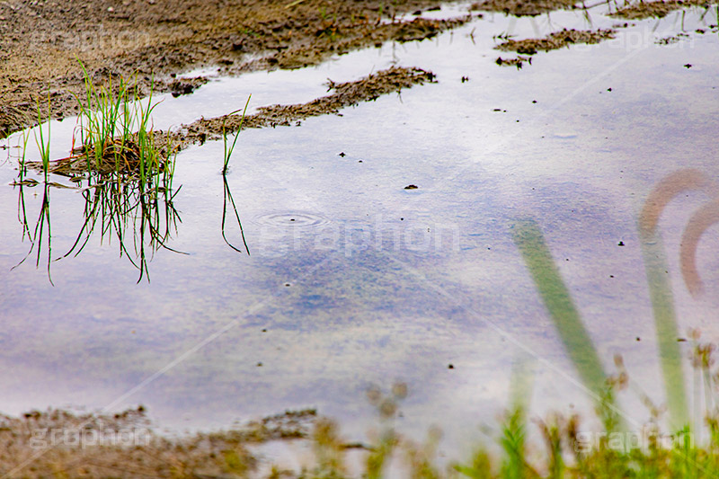 水溜り,水たまり,雨上がり,雨の日,地面,濡れ,雨,梅雨,つゆ,波紋,雑草,反射,リフレクション,rain,reflection,フルサイズ撮影