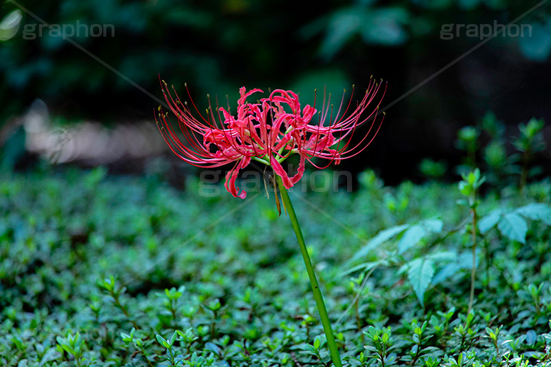 彼岸花,ヒガンバナ,多年草,秋,毒,有毒,花,フラワー,自然,植物,地獄花,レッドスパイダーリリー,autumn,flower,フルサイズ撮影