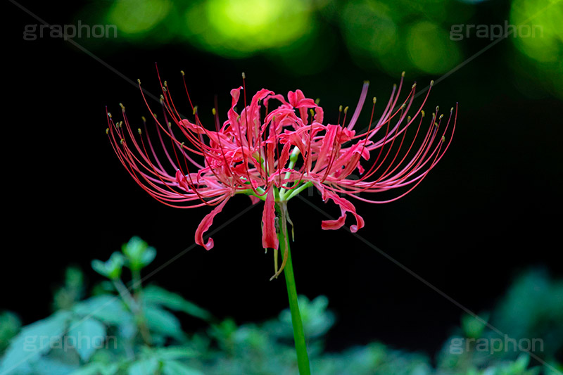 彼岸花,ヒガンバナ,多年草,秋,毒,有毒,花,フラワー,自然,植物,地獄花,レッドスパイダーリリー,autumn,flower,フルサイズ撮影