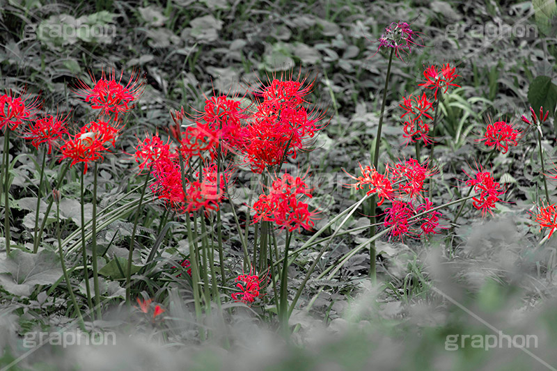 彼岸花,ヒガンバナ,多年草,秋,毒,有毒,花,フラワー,自然,植物,地獄花,レッドスパイダーリリー,autumn,flower,フルサイズ撮影