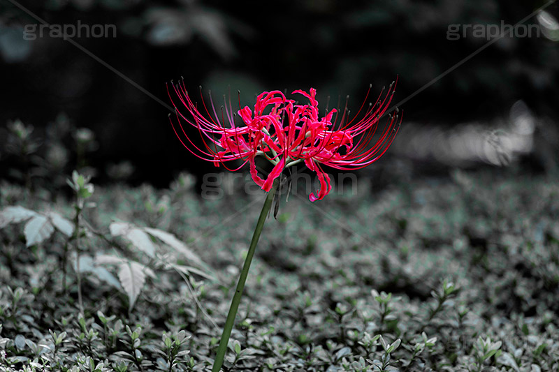 彼岸花,ヒガンバナ,多年草,秋,毒,有毒,花,フラワー,自然,植物,地獄花,レッドスパイダーリリー,autumn,flower,フルサイズ撮影