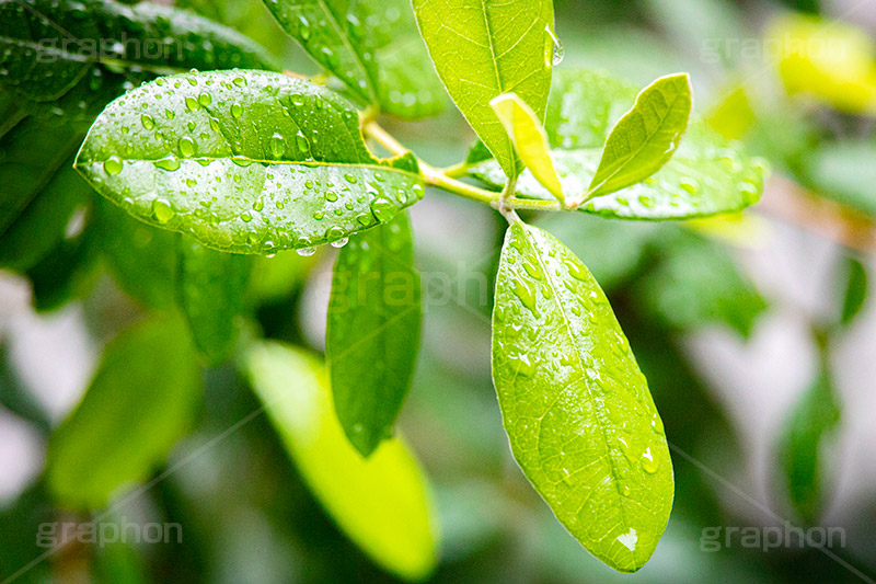 雨粒,雨,あめ,雨の日,葉,葉っぱ,はっぱ,植物,自然,梅雨,つゆ,水滴,垂れる,濡れ,rain,leaf,natural,フルサイズ撮影