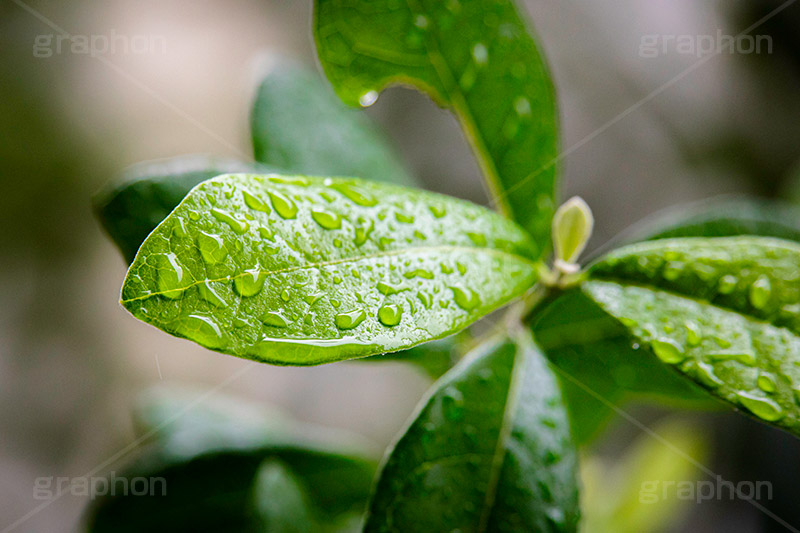 雨粒,雨,あめ,雨の日,葉,葉っぱ,はっぱ,植物,自然,梅雨,つゆ,水滴,垂れる,濡れ,rain,leaf,natural,フルサイズ撮影