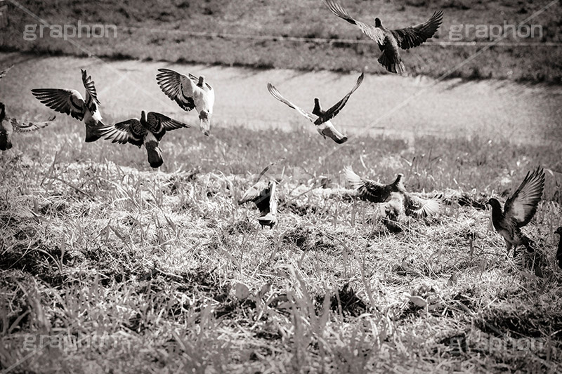 鳩,モノクロ,白黒,しろくろ,モノクローム,単色画,単彩画,単色,レトロ,お洒落,おしゃれ,オシャレ,味わい,ハト