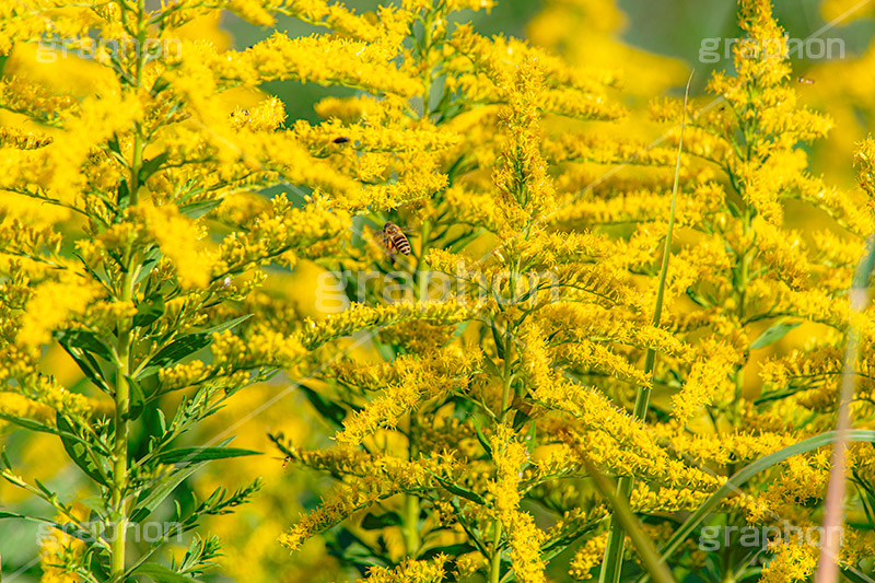セイタカアワダチソウ,花,フラワー,秋,帰化植物,外来種,はち,ハチ,蜂,ミツバチ,みつばち,蜜蜂,蜜,昆虫,黄色,flower,autumn,フルサイズ撮影