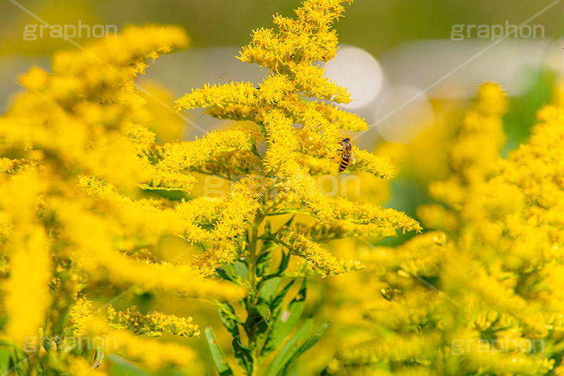 セイタカアワダチソウ,花,フラワー,秋,帰化植物,外来種,はち,ハチ,蜂,ミツバチ,みつばち,蜜蜂,蜜,昆虫,黄色,flower,autumn,フルサイズ撮影