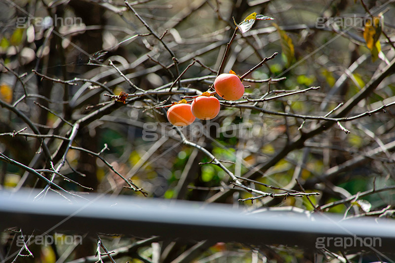柿の木,柿,かき,秋の味覚,フルーツ,渋い,甘い,果物,季語,秋,秋の気配,fruit,japan,autumn,フルサイズ撮影