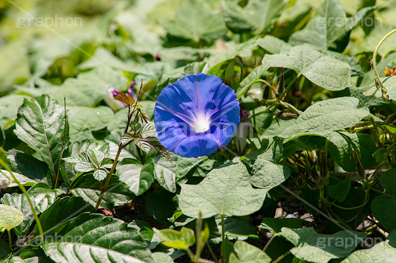 ノアサガオ,琉球アサガオ,アサガオ,多年草,花,フラワー,flower,フルサイズ撮影