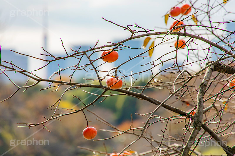 柿の木,柿,かき,秋の味覚,フルーツ,渋い,甘い,果物,季語,秋,秋の気配,fruit,japan,autumn,フルサイズ撮影