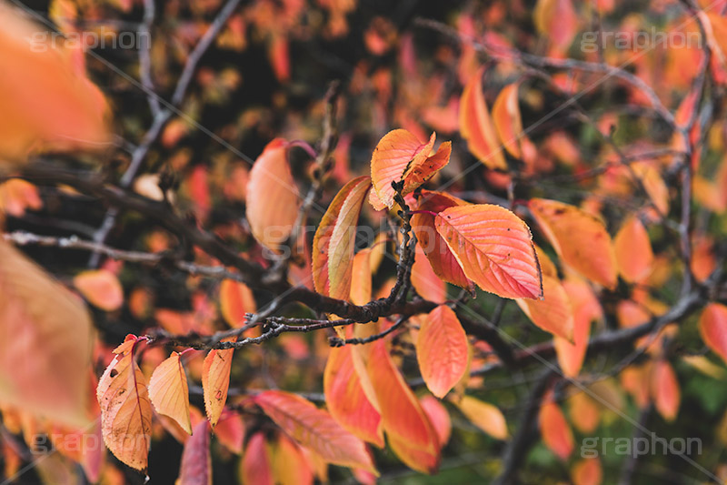 秋の気配,秋,紅葉,葉,葉っぱ,雰囲気,哀愁,autumn,leaf,フルサイズ撮影