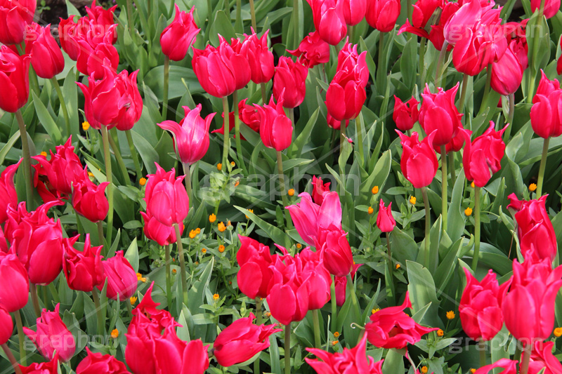 チューリップ,ちゅーりっぷ,チューリップ畑,花,お花,フラワー,はな,flower,花畑,キレイ,きれい,綺麗,満開,咲,咲いた,さいた,春,花壇,tulip,spring