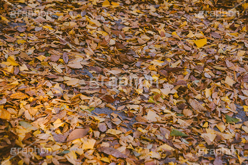 落ち葉,落葉,黄葉,秋,色づく,枯葉,枯れ,葉,葉っぱ,autumn,フルサイズ撮影