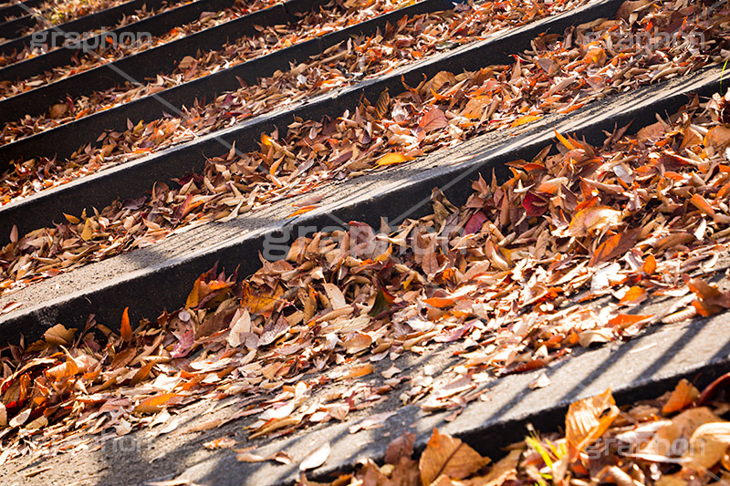 落ち葉,落葉,階段,秋,枯葉,枯れ,葉,葉っぱ,autumn,フルサイズ撮影