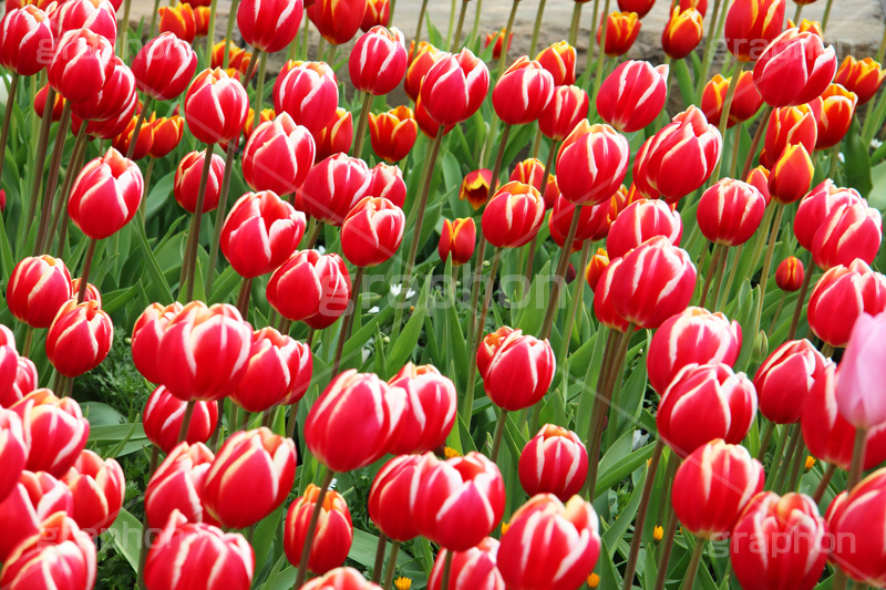チューリップ,ちゅーりっぷ,チューリップ畑,花,お花,フラワー,はな,flower,花畑,キレイ,きれい,綺麗,満開,咲,咲いた,さいた,春,花壇,tulip,spring