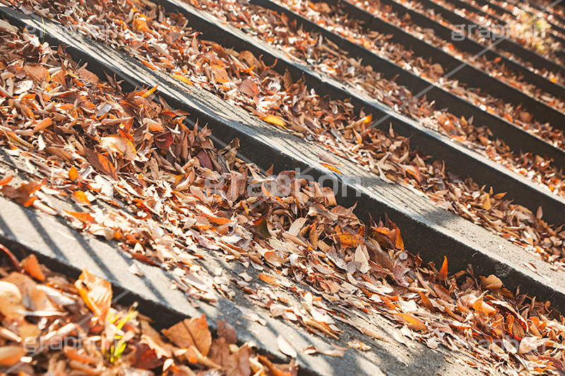 落ち葉,落葉,階段,秋,枯葉,枯れ,葉,葉っぱ,autumn,フルサイズ撮影