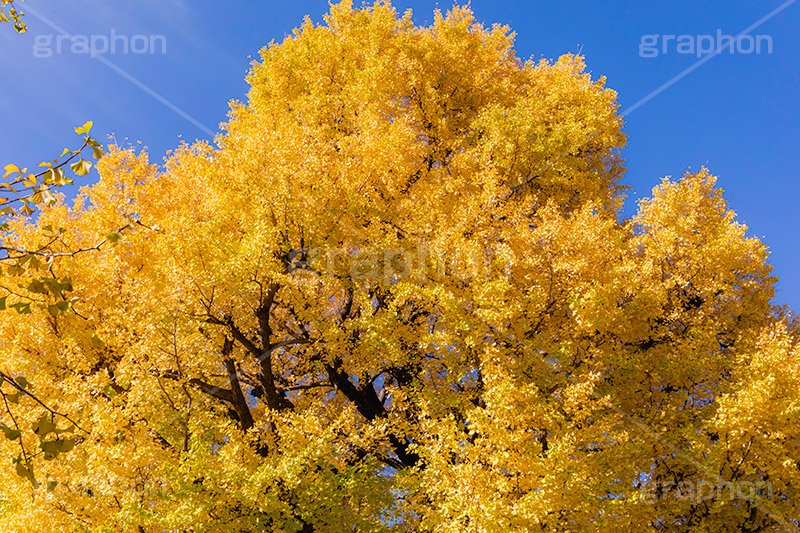 色づくイチョウ,いちょう,イチョウ,いちょうの木,いちょうの葉,銀杏,紅葉,こうよう,もみじ,モミジ,紅葉狩り,黄葉,落葉広葉樹,カエデ科,秋,季語,色づく,キレイ,きれい,綺麗,照紅葉,照葉,japan,autumn,フルサイズ撮影