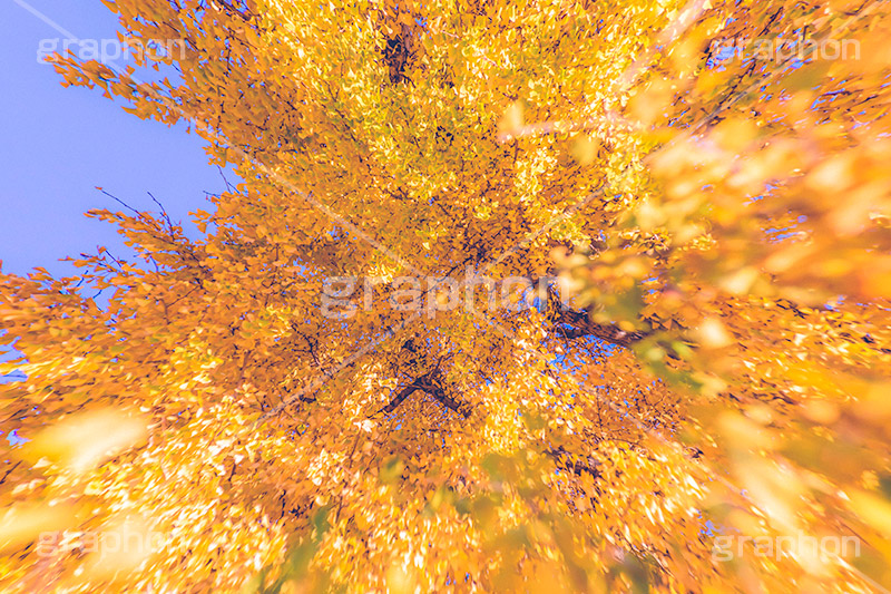 色づくイチョウ,いちょう,イチョウ,いちょうの木,いちょうの葉,銀杏,紅葉,こうよう,もみじ,モミジ,紅葉狩り,黄葉,落葉広葉樹,カエデ科,秋,季語,色づく,キレイ,きれい,綺麗,照紅葉,照葉,japan,autumn,フルサイズ撮影